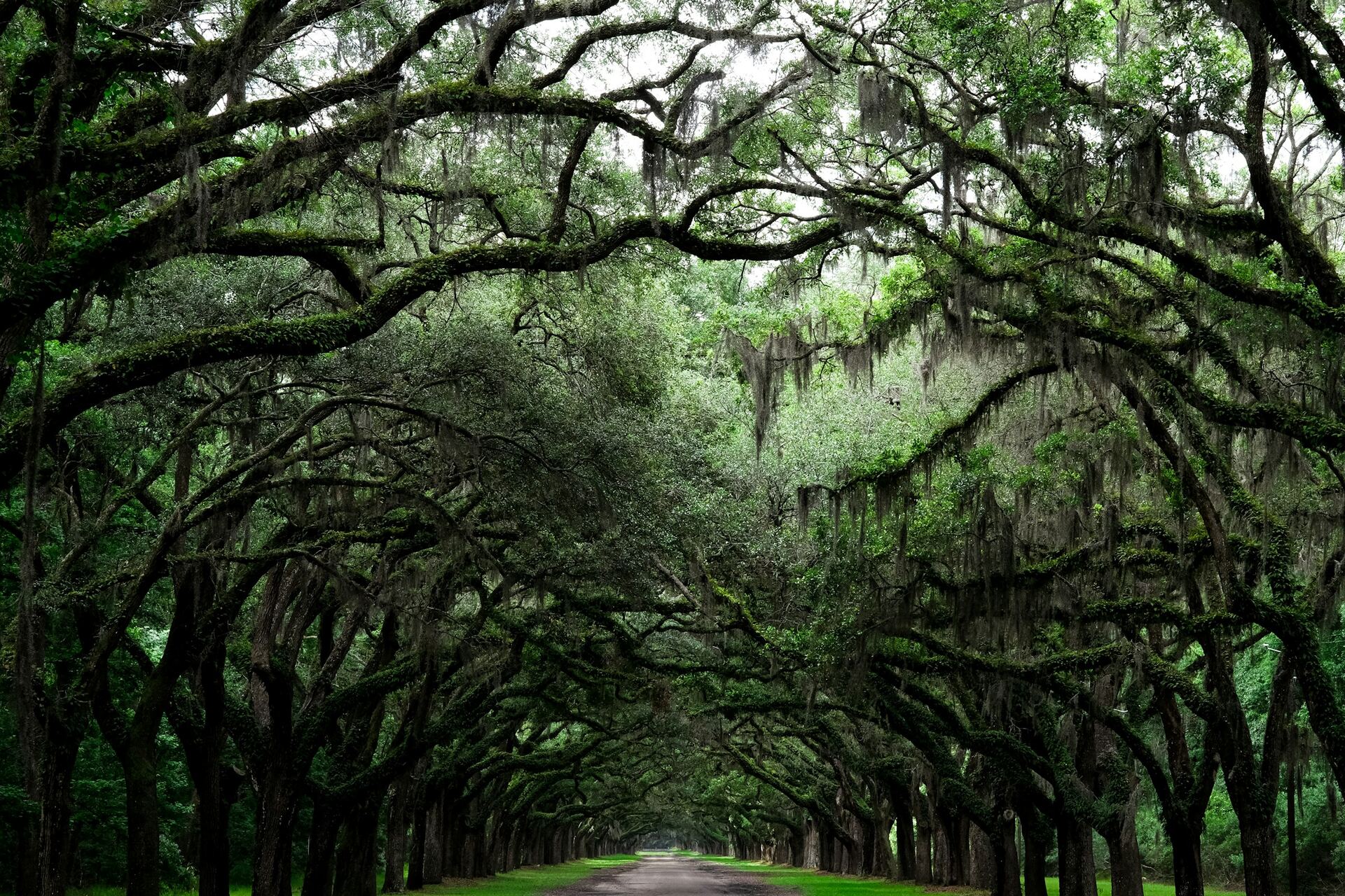A canopy road of live oaks draped with Spanish moss — the south Mississippi forest character The Gardens at Petal builds from.