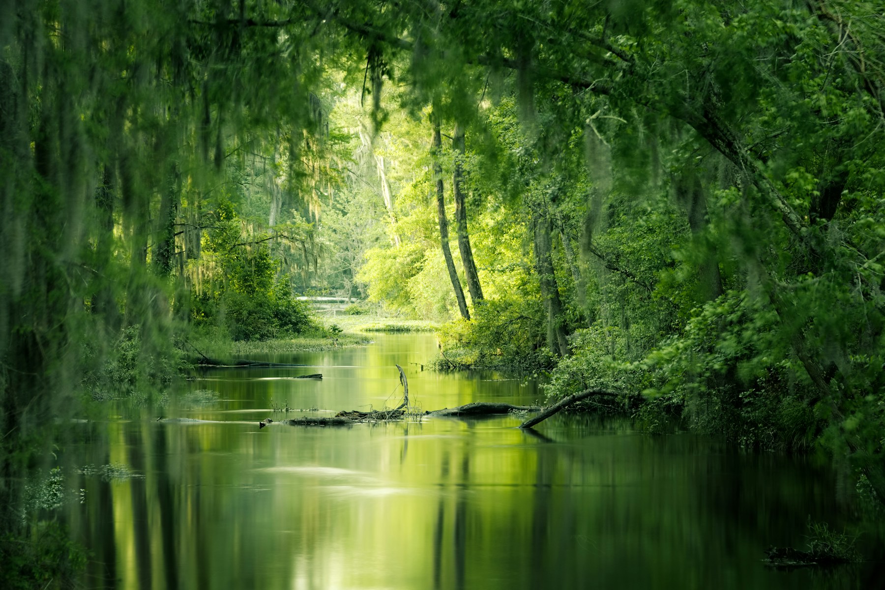 A slow tannin channel through bottomland hardwood — cypress and Spanish moss on both banks, the river-corridor character of the Leaf.